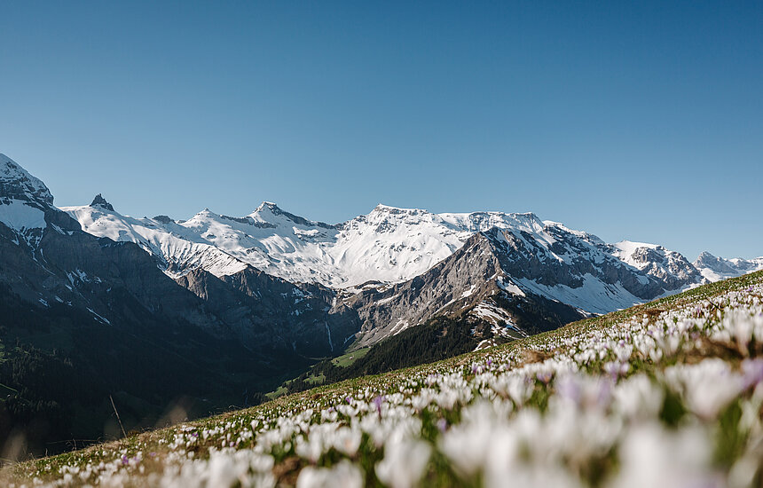 Berglandschaft und Krokusse