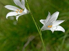 Paradieslilie (Foto: Beat Bäumler, Flora Helvetica)