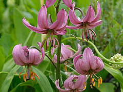 Türkenbund (Foto: Beat Bäumler, Flora Helvetica)