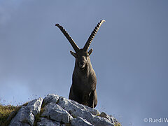 Steinbock (Foto: Ruedi Wyss, Info Fauna)