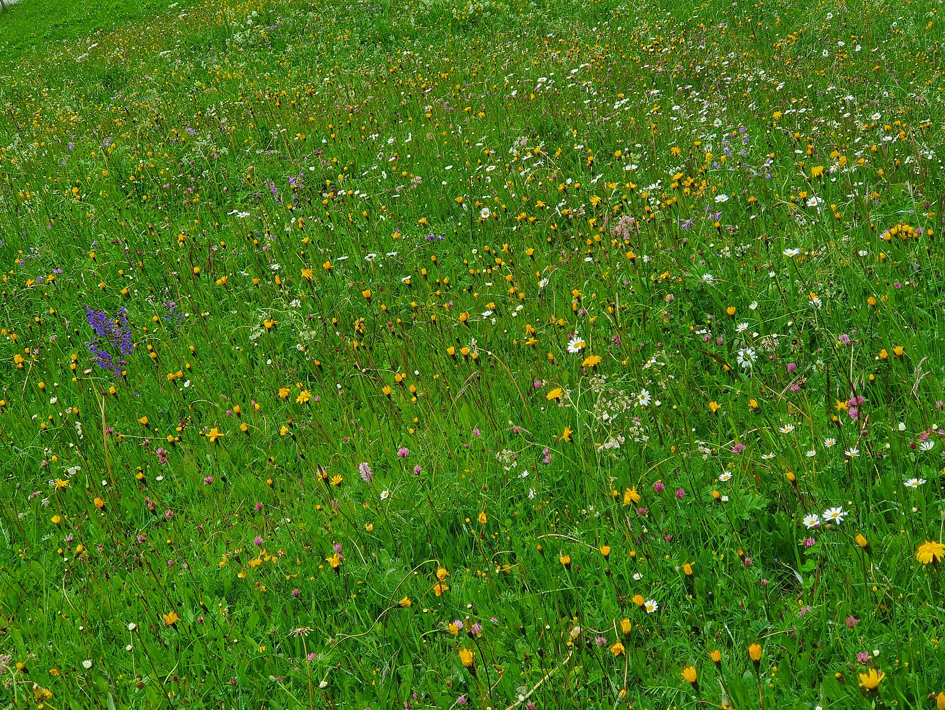 Alpenwiese in Kandersteg (Foto: Miriam Schneider)