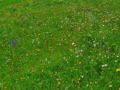 Alpenwiese in Kandersteg (Foto: Miriam Schneider)