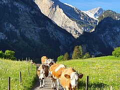 Alpwirtschaft in Kandersteg (Foto: Miriam Schneider)