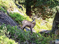 Gämse (Foto: UNESCO-Welterbe SAJA)