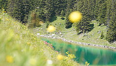 Farbtupfer am Elsigsee. © Tourismus Adelboden-Lenk-Kandersteg