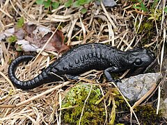 Alpensalamander (Foto: Andreas Meyer, Info Fauna)